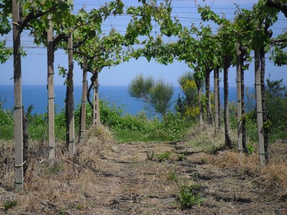 Prestigious sea view building land of 1000sqm for Villa 3km to beach. 