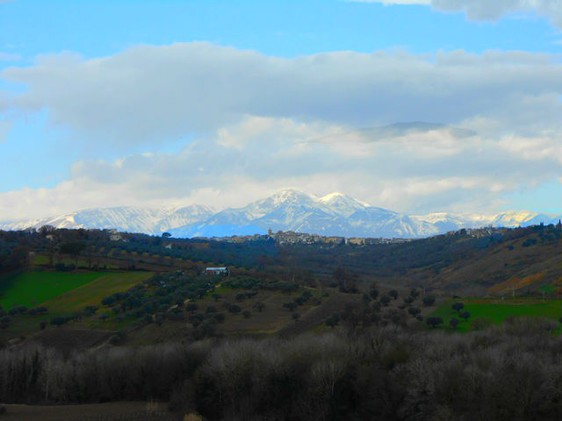 6 hectares of flat land , part with vines, part with olives and the rest crop land 1