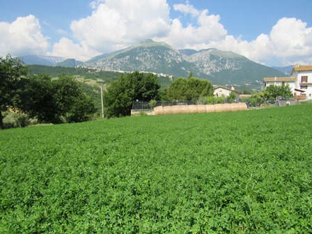 A hectare of crop land on a gentle slope with open and fantastic mountain views. 