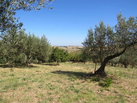 Ruin of 70sqm with 6000sqm of land , mainly olive grove and fruit orchard, with some mountain and some sea view.1